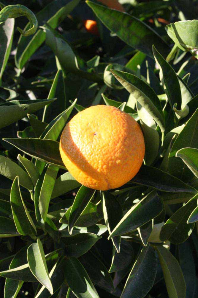              Fruit (Riverside, CA)       